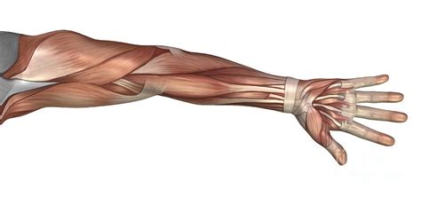 muscle anatomy   human arm digital art  stocktrek images fine