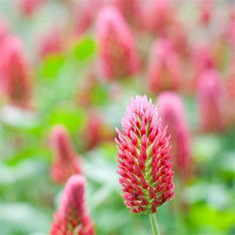 Bulk Crimson Clover Seed For Sale