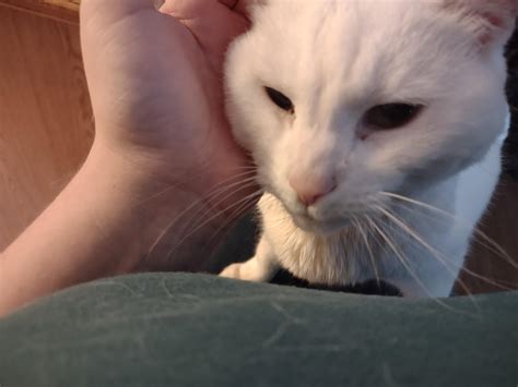 Tiny Satan rebounding after a rough couple days : r/aww