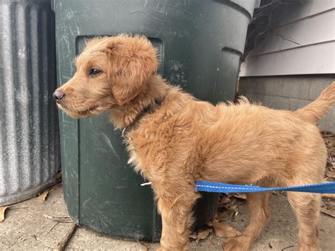Why Is My Goldendoodle Puppy Shedding So Much