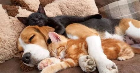 Pq Cachorro N Gosta De Gato - Imagens Cachorros E Gatos - RETOEDU