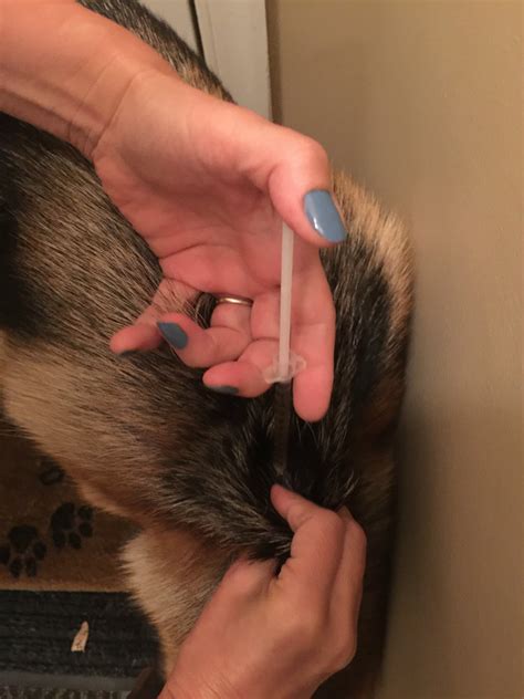 Dog Allergy Treatment Plans That Will Make Things Easy