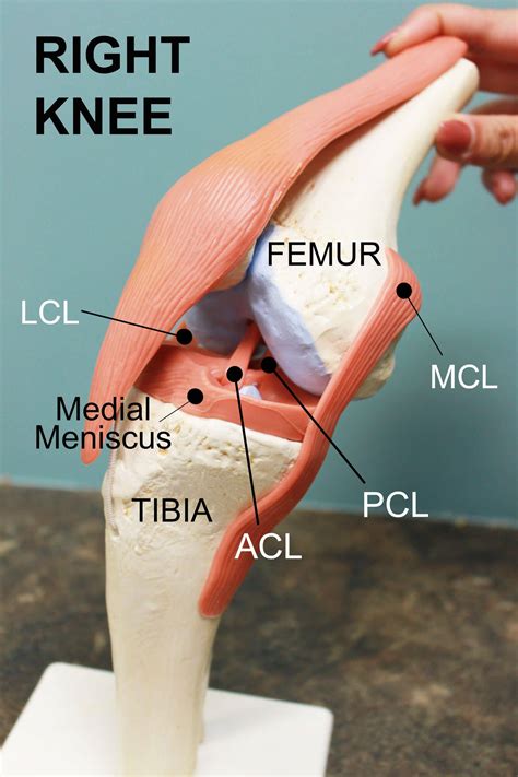 Knee Diagram - Coury & Buehler Physical Therapy