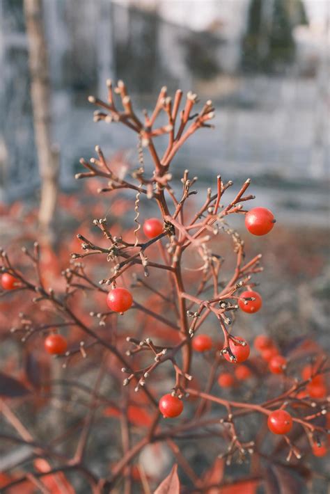 Red dwarf shrub fruit at sunset 21036176 Stock Photo at Vecteezy