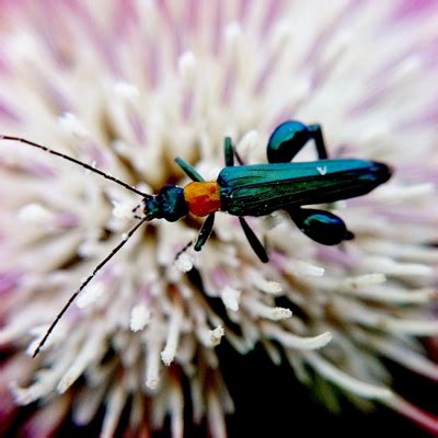 macromatics macro makros  large hipstamatic