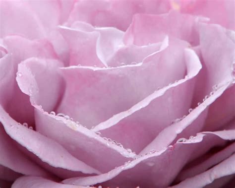 cool pink backgrounds wallpaperscom