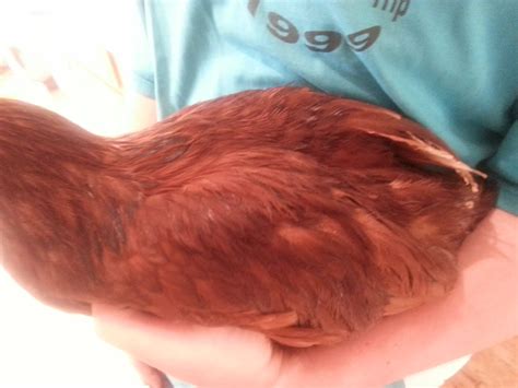 How to find out the gender of ur chickens??? | BackYard Chickens