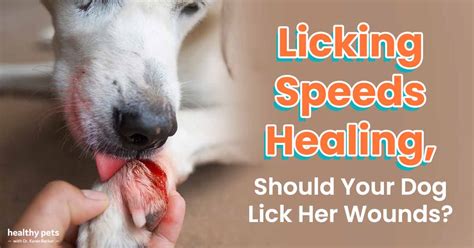 dog saliva  heals wounds  doreen woods blog