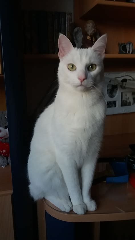 С первым днём весны! Сегодня всемирный день котЭ! Покажи своего котика