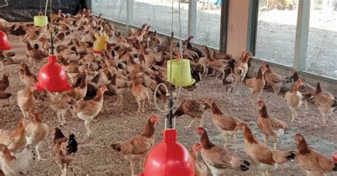 ayam saga cepat matang harian metro