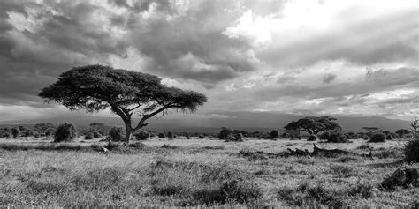 Serengeti or Masai Mara: Which is better to visit ? | Comparison of ...