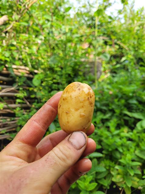Charlotte Potatoes 600g – Undercliff Urban Farm