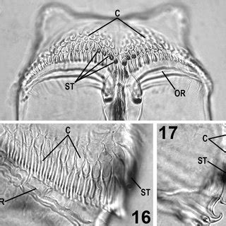 (PDF) Morphology of the First Instar of the House Fly Musca domestica ...