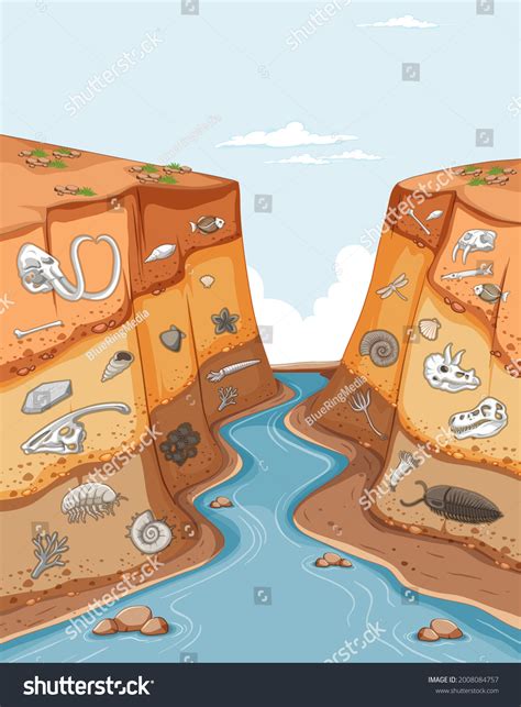 fossil layers images stock  vectors shutterstock