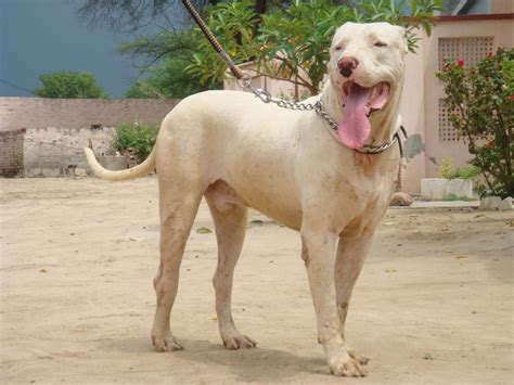 Гуль донг — For-pet