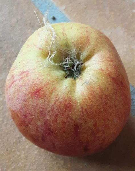 Ist das Asbest am Apfel? (Gesundheit, Ernährung, Medizin)