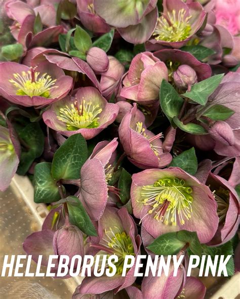 Eurolank CZ - Velkoobchod květin | Jinocany