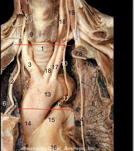 superior  middle mediastinum diagram quizlet