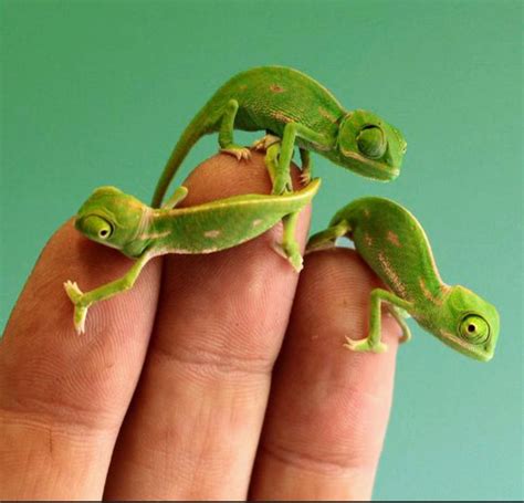 baby chameleons reyebleach