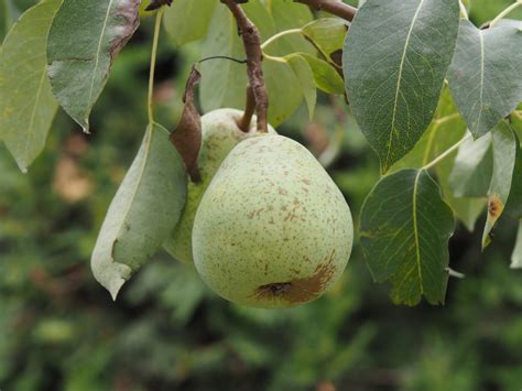 pear tree blooming 6