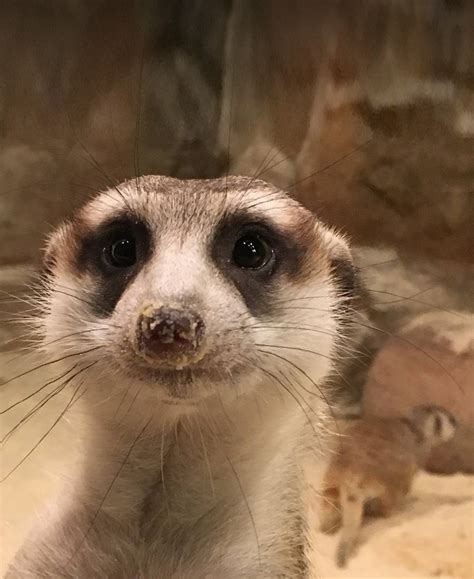 29 Of The Best Virtual Zoos And Live Cams In The World (Updated 2022)