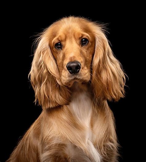 english cocker spaniel cocker spaniel english cocker english cocker