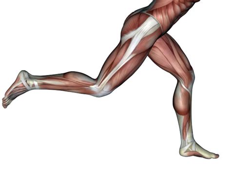 iliotibial band itb  stretched fascia fitness