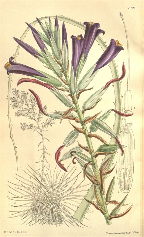 Puya coerulea Lindl. [ Puya violacea (Brongn.) Mez]