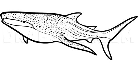 draw  whale shark whale shark drawing step  step  dawn