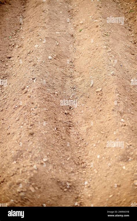 view   dry  cracked crop field evidencing  lack  water