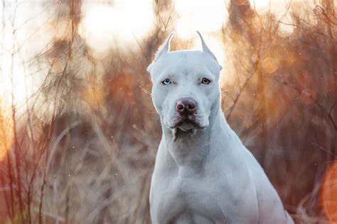 The Allwhite Pitbull Unveiling The Rare Beauty And Controversy