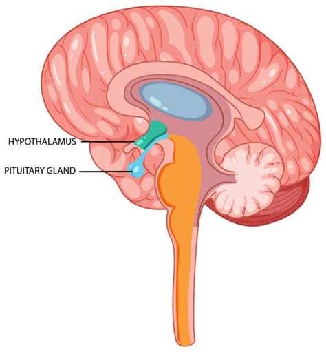 1,500+ Hypothalamus ภาพประกอบสต็อก, กราฟิกแบบเวกเตอร์ปลอดค่าลิขสิทธิ์ ...