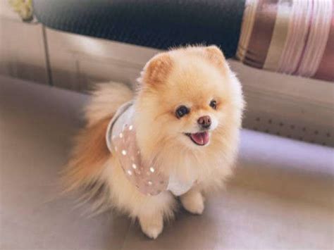 anjing mini pom karakter   merawatnya pets lovers  tahu