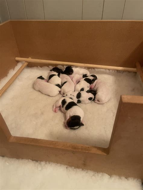 Jack Russell Terrier Rescue UK