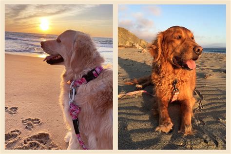 What golden retrievers are teaching us about cancer - The Washington Post