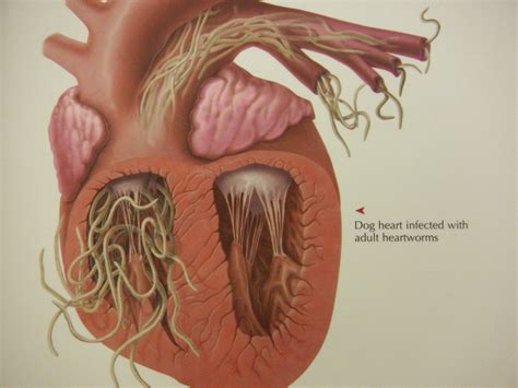 What Does A Dog Sound Like With Heartworms at Ross Brown blog