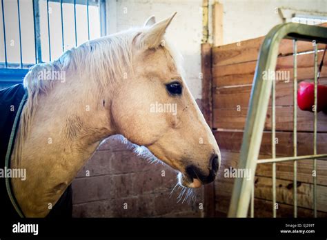 Horse in Stable Stall Stock Photo - Alamy