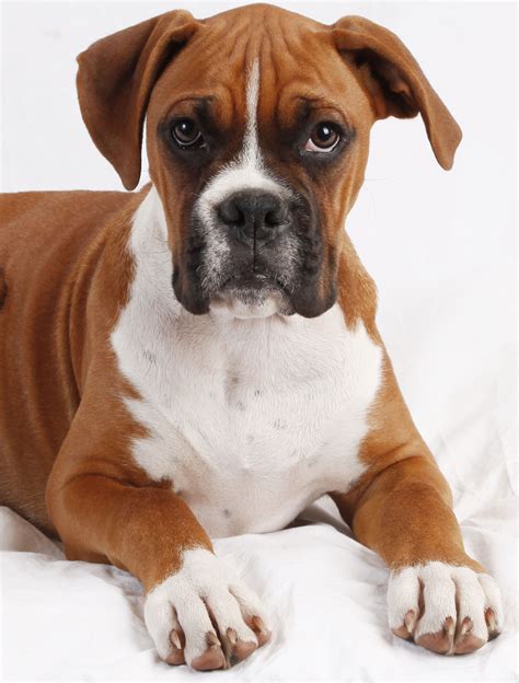 Dogs Similar To A Bulldog at Alicia Tuckett blog