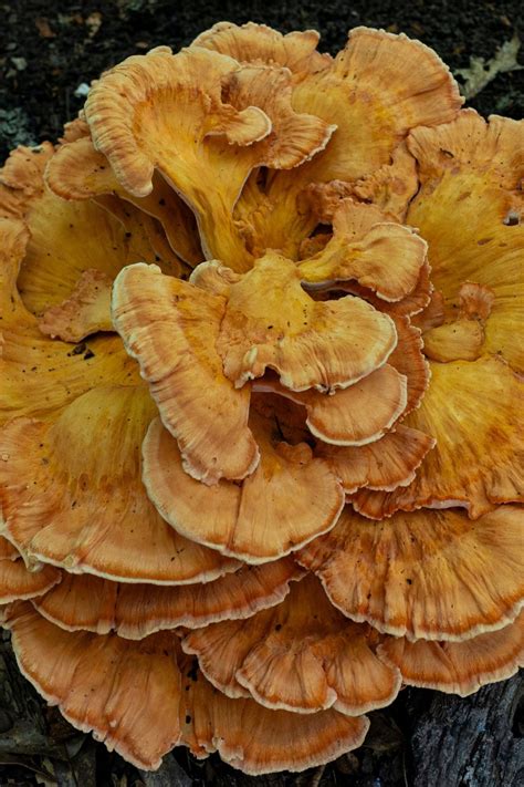 How To Store Chicken Of The Woods - Foodie FAQ