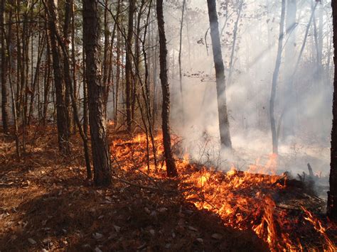 Fire in the Pine Barrens - Pinelands Preservation Alliance