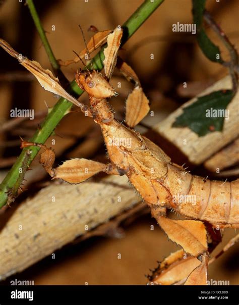 australian giant prickly stick insect  res stock photography