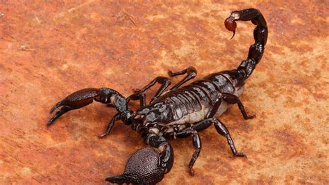 A Deadly Swarm Of Scorpions In Egypt Hospitalize 500 | Real Radio 104.1 ...