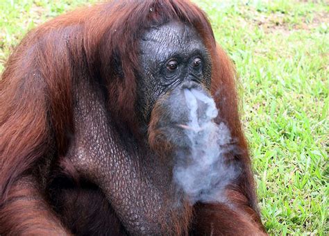 Smoking orangutan forced to kick the habit - CBS News