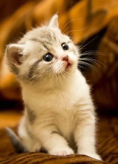 Download Kitty Pictures | Wallpapers.com