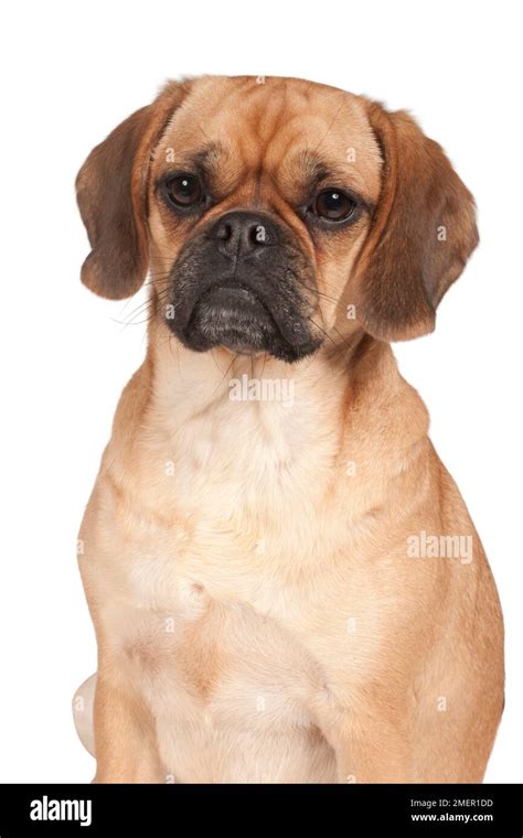 beagle cross  res stock photography  images alamy