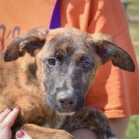 Why many animal shelters near me that are open face huge crowds 22