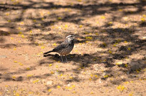Maricopa Audubon Society — Maricopa Bird Alliance