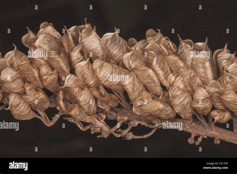 stem  leaves stock photo alamy