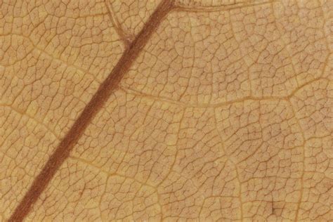 Maple Texture Stock Photos, Images and Backgrounds for Free Download