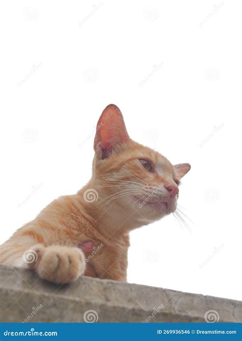 Javanese Orange Cat on the Roof Stock Photo - Image of mammal, roof